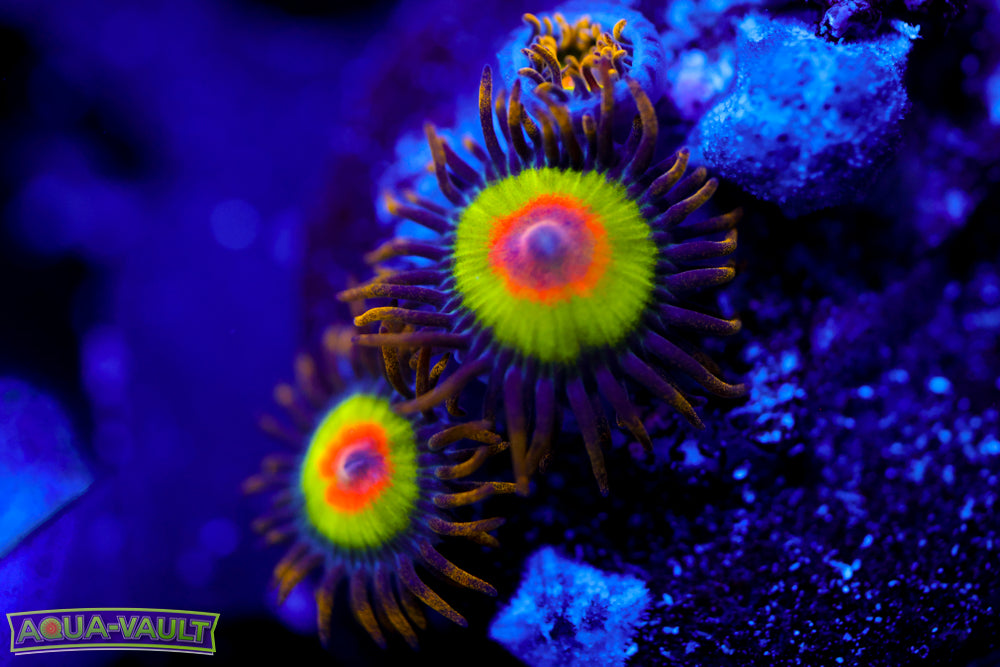 Rainbow Rasta Zoa