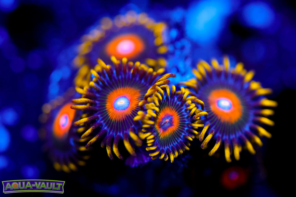 Golden Hornet Zoa