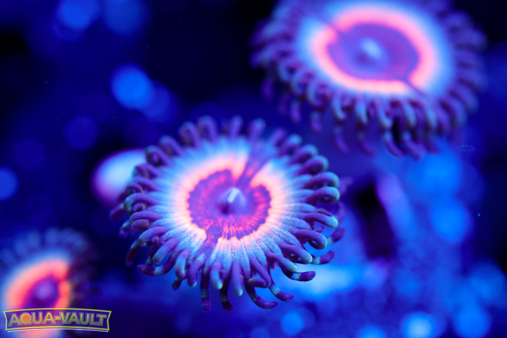 Peach Vamp Zoa