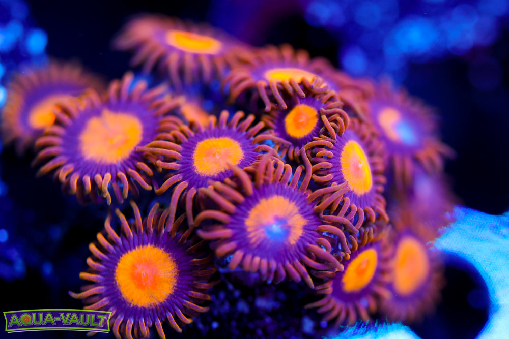 King Midas Zoa