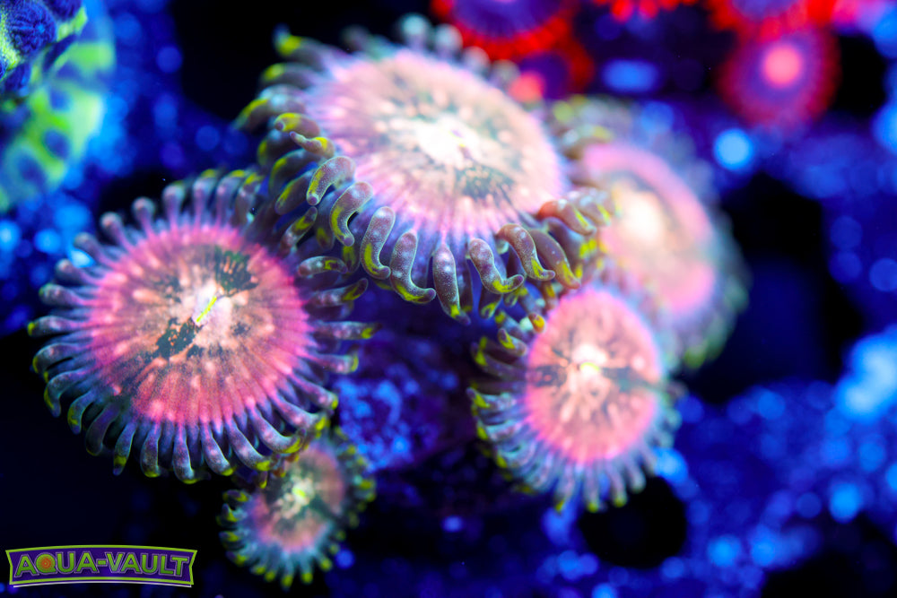 Cosmic Hawaiian Zoa  Colony