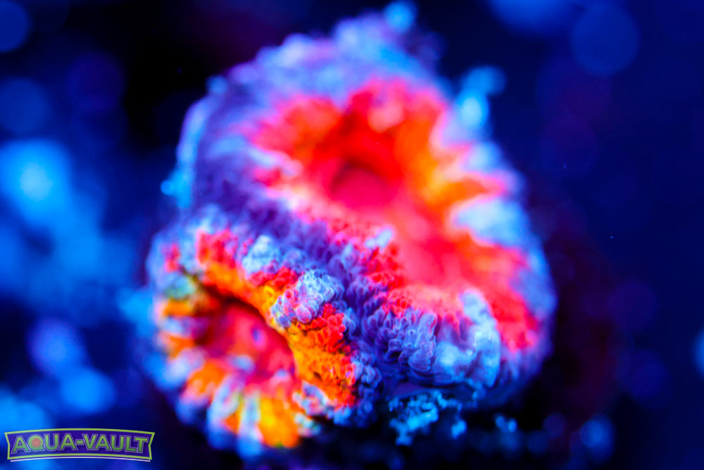 Twisted Rainbow Acan