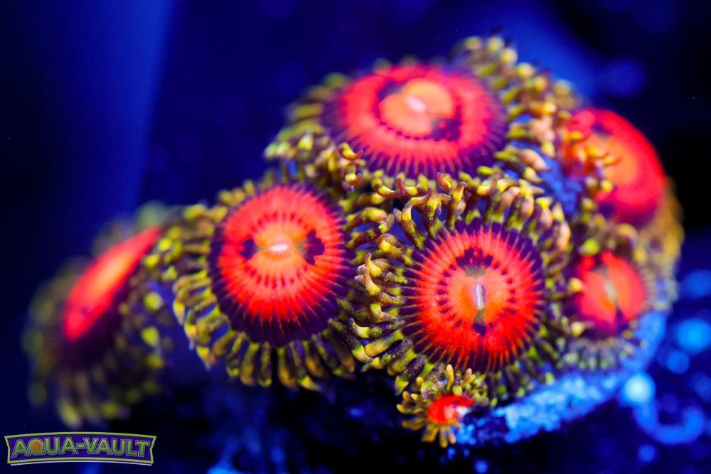 Rainbow Incinerator Zoa