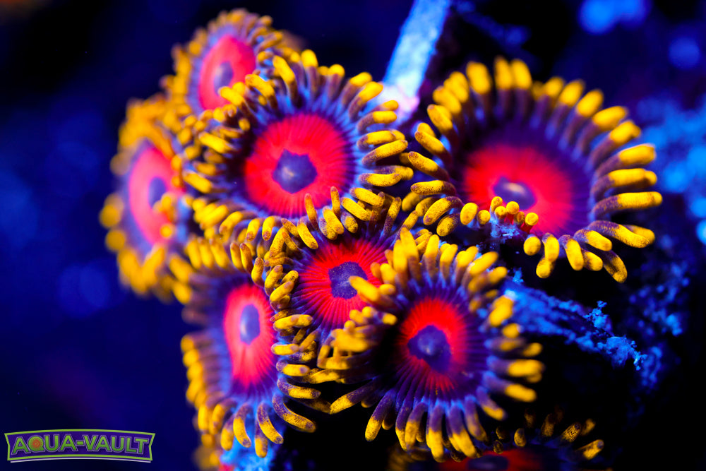 Eagle Eyes Zoa