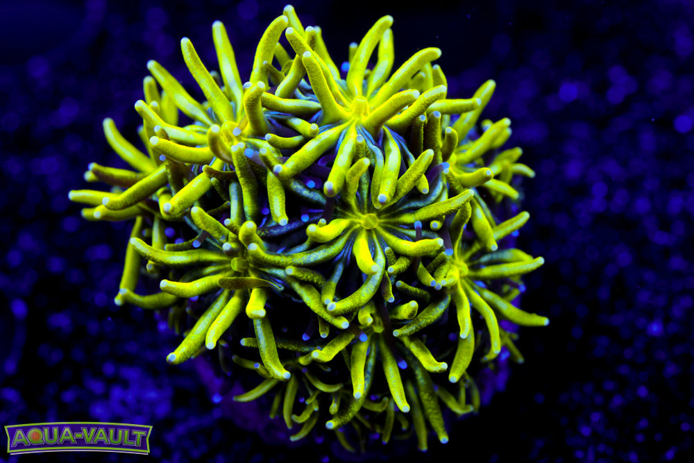 Neon Galaxea