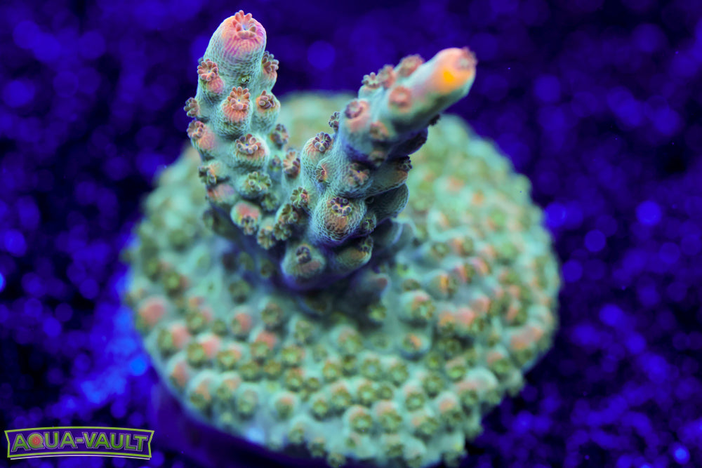 BC Bubble Bath Unicorn Acro