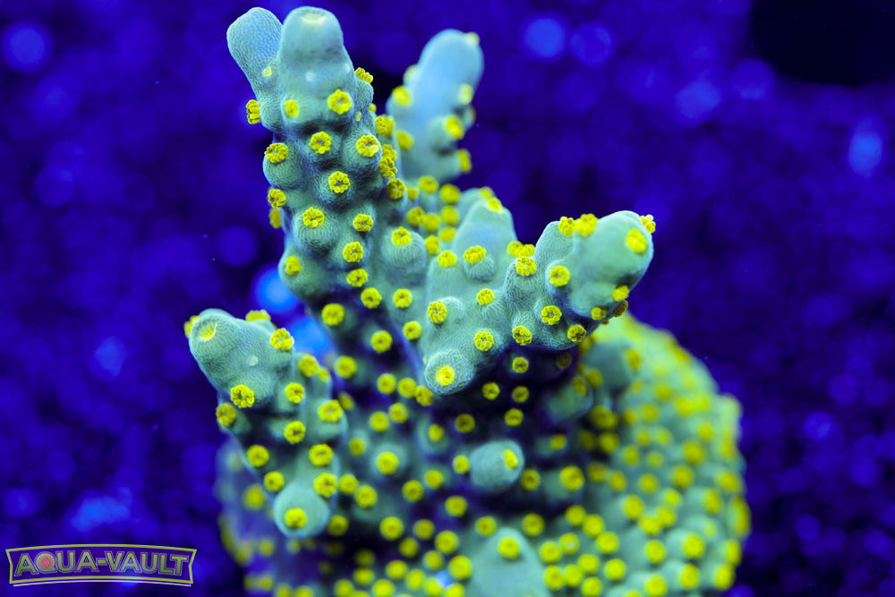 WWC Bakini Navini Acro