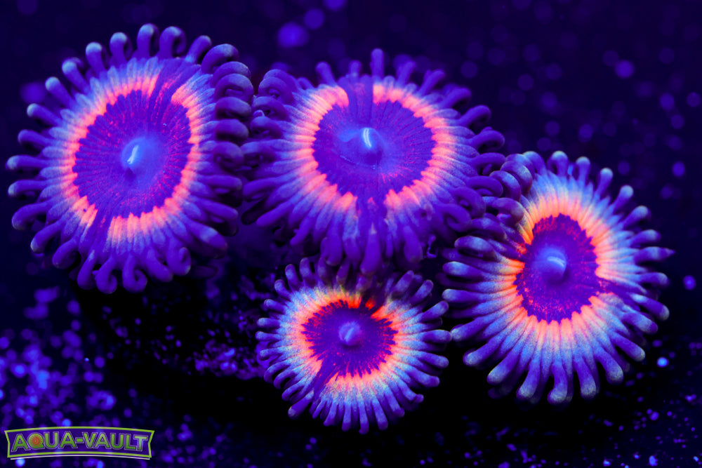 Darth Vamps Zoa