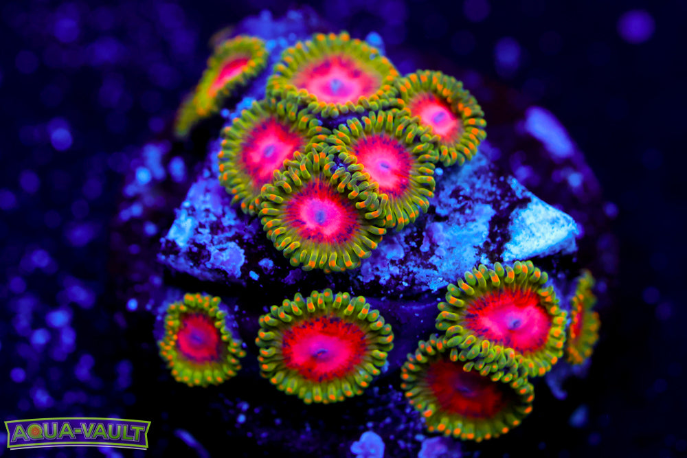 Awesome Blossom Zoa