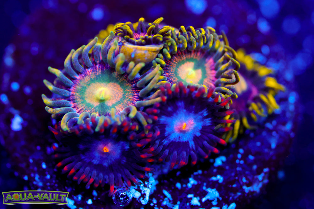 Laser Lemon + Mystique Zoa