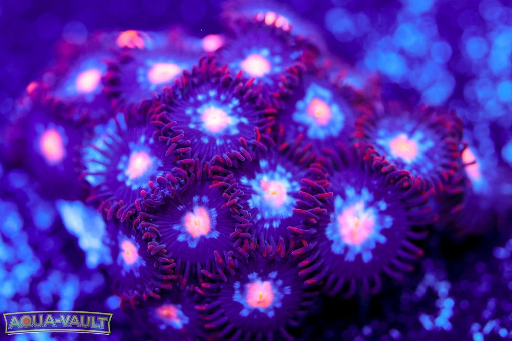Mystique Zoa