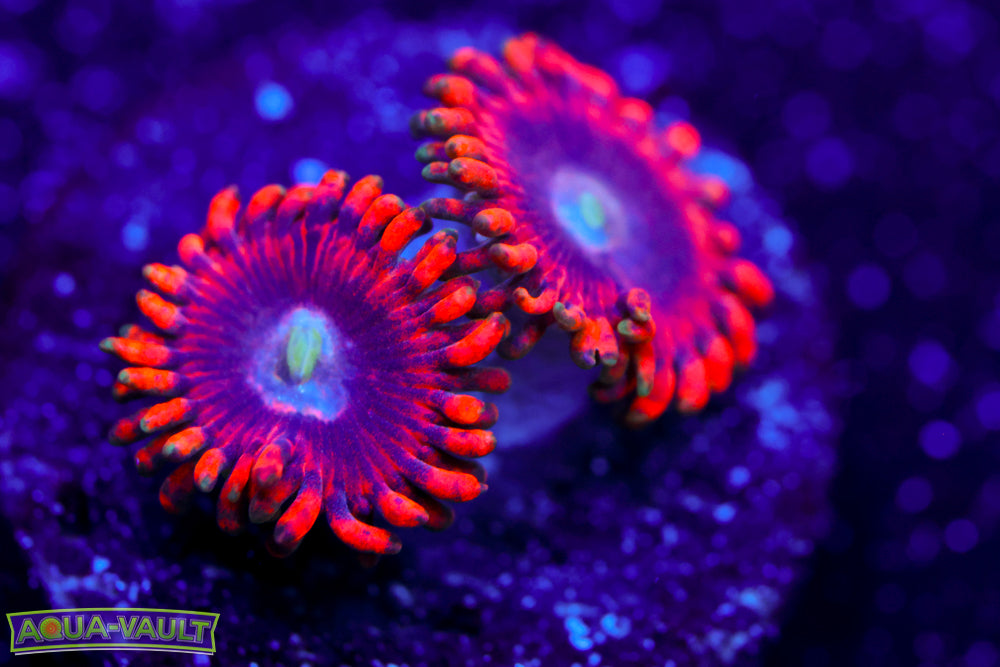 Lunar Eclipse Zoa