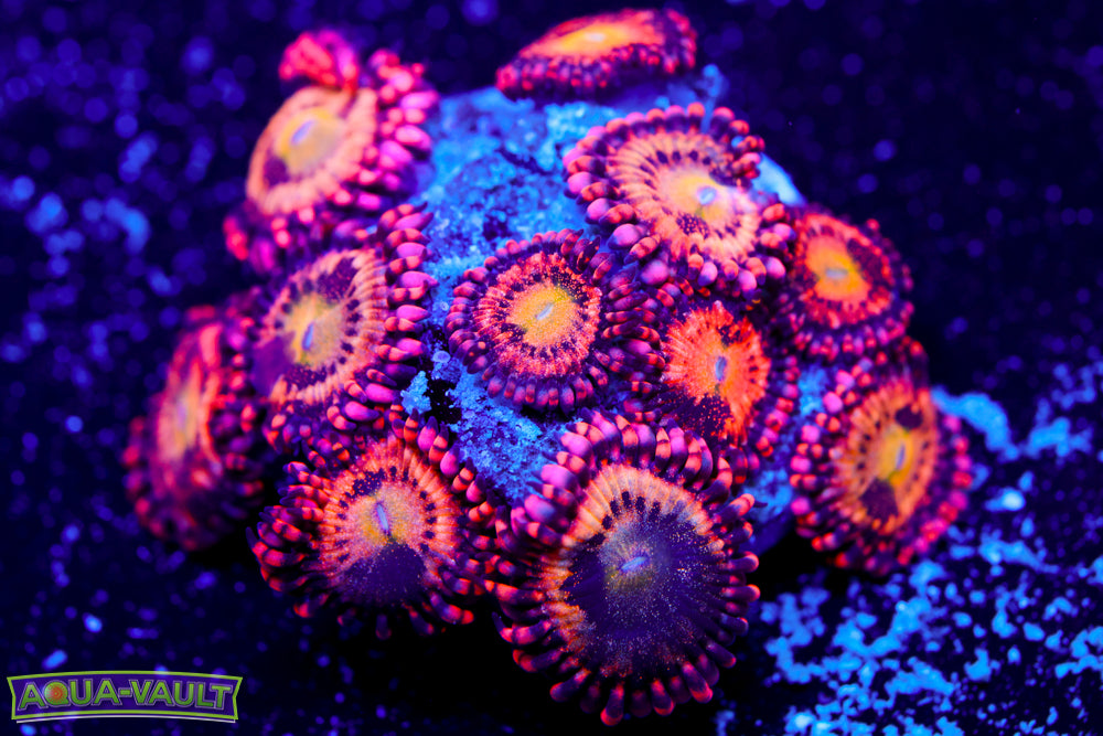 JF Crybaby Zoa Colony