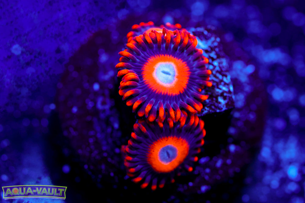 Blonde Eye Bitches Zoa