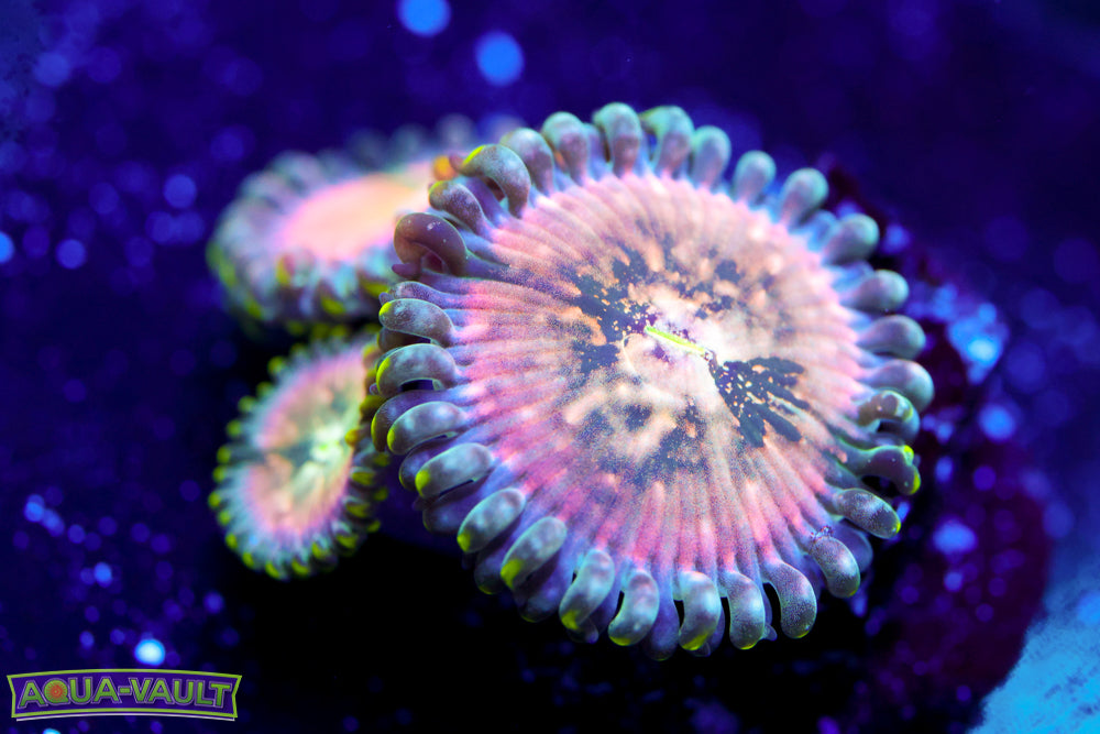Cosmic Hawaiian Zoa