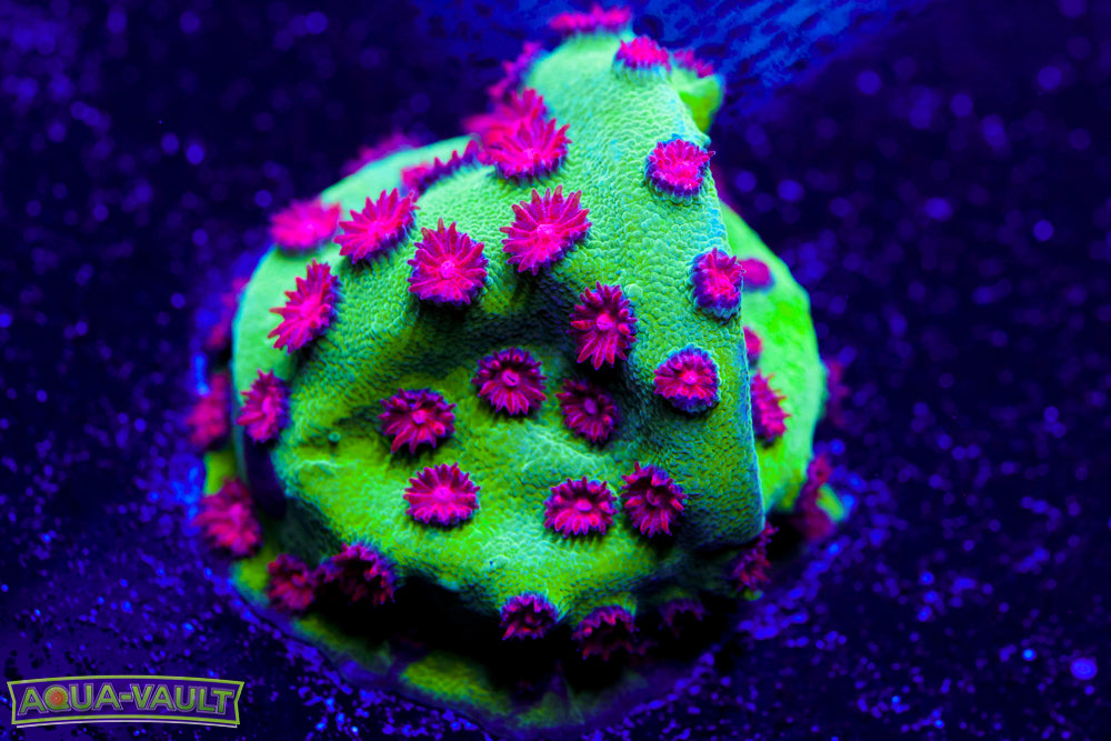 Alien Pox Cyphastrea