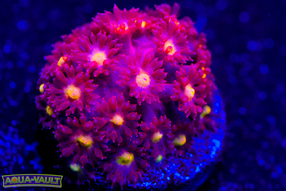 Combustion Bernardpora