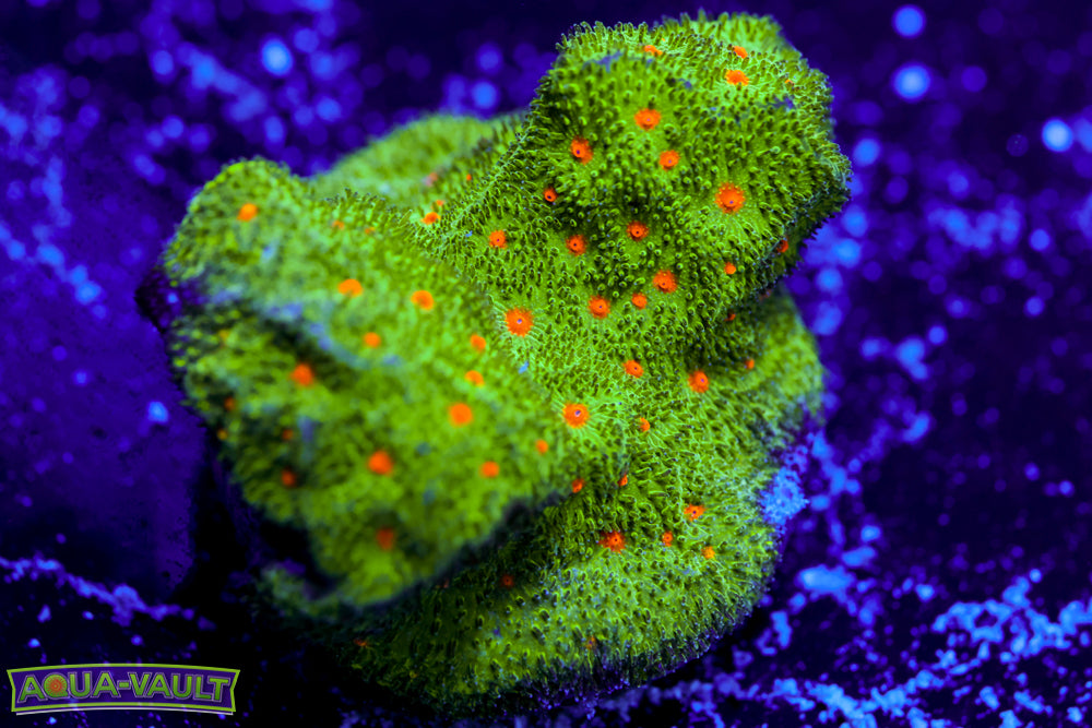 Harvest Moon Psammocora