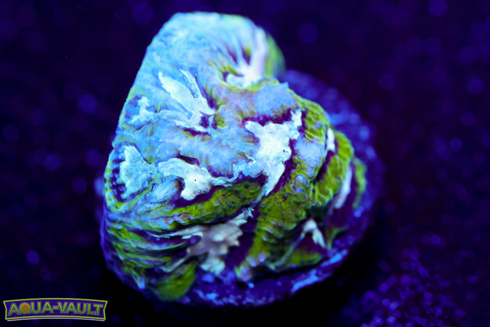 Hamster in Microwave Favia