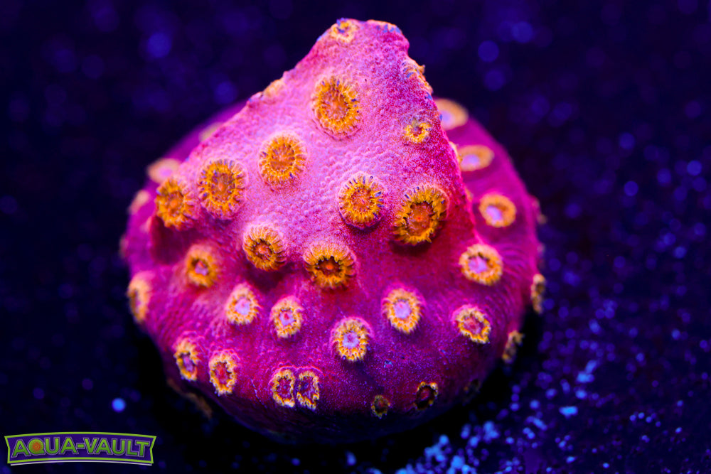 Copperhead Cyphastrea