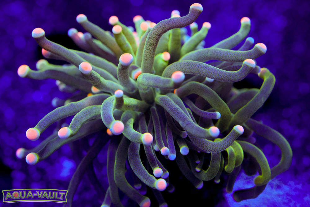 Malaysian Pink Tip Torch