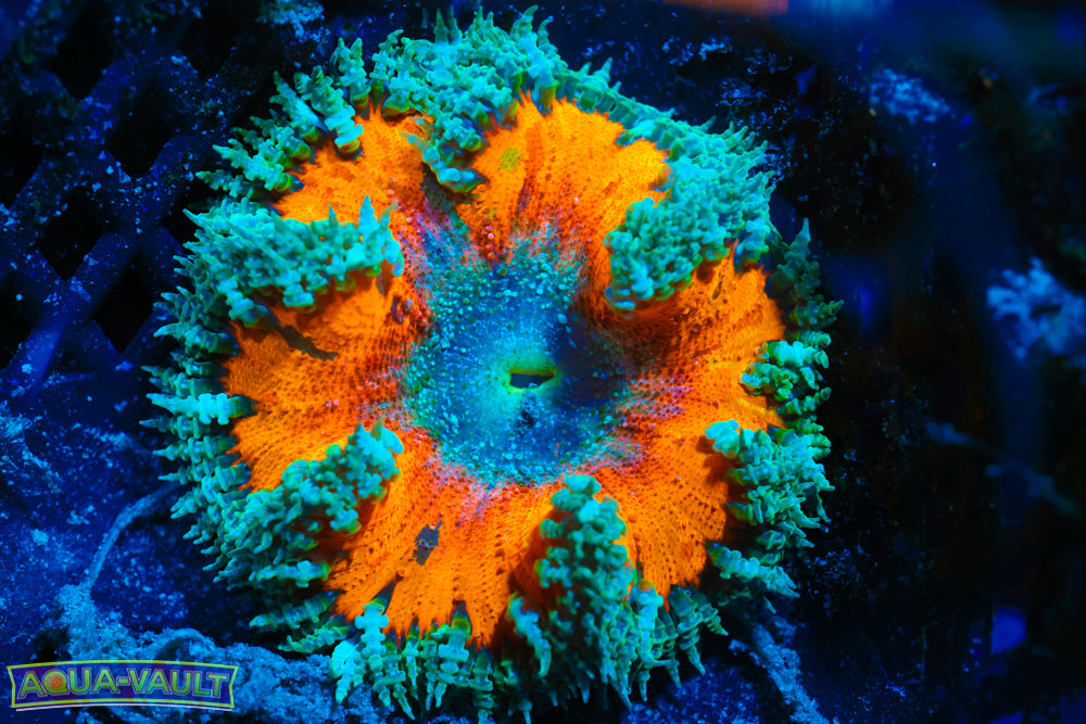 Tie Die XL Rock Flower