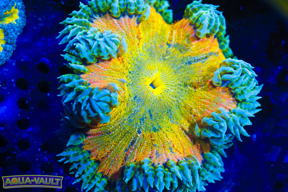 Rainbow Lime XL Rock Flower