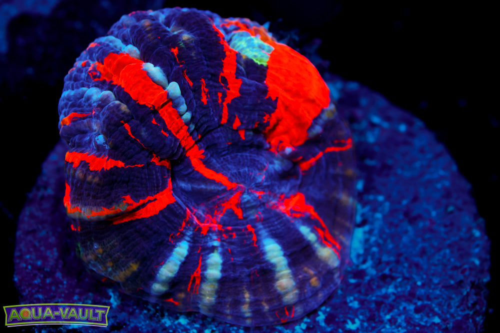 War Paint Scoly (Aquacultured)