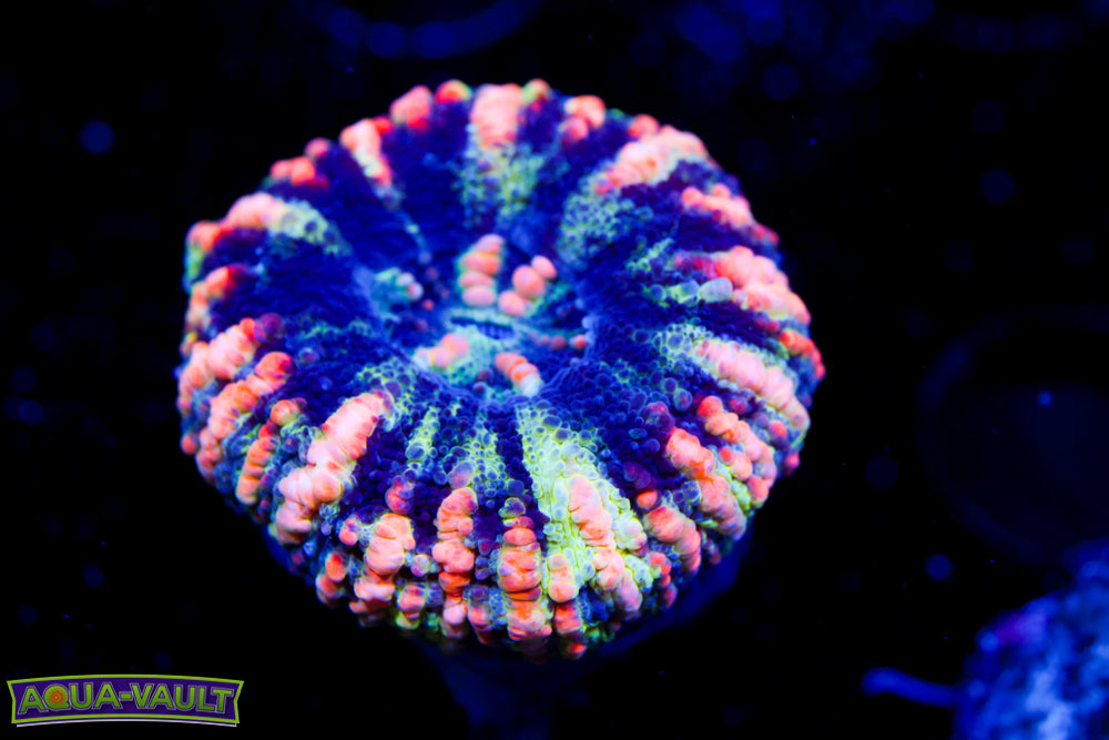 Power Puff Button Scoly