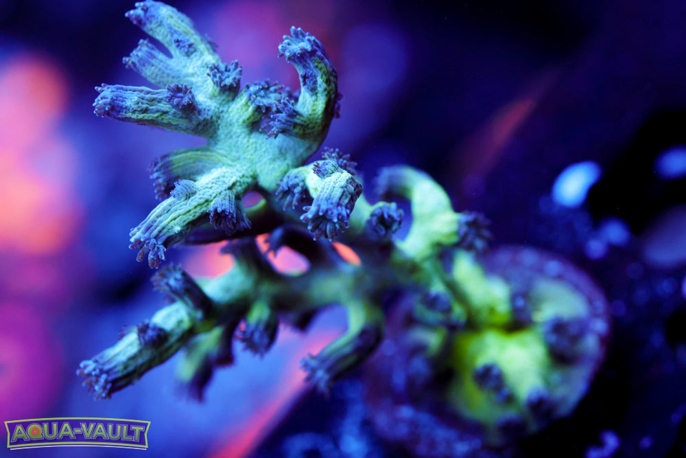 Green Branching Cyphastrea