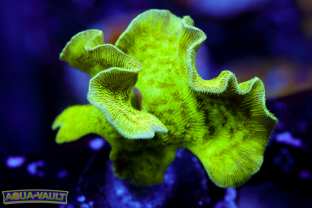 ORA Mint Chip Pavona