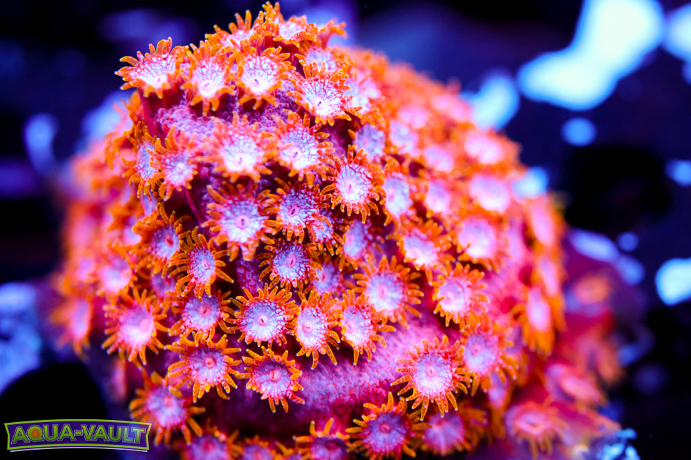 Strawberry Cyphastrea