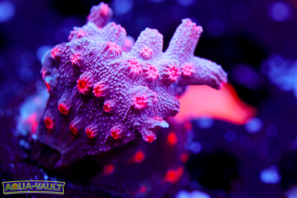 Purple Branching Cyphastrea