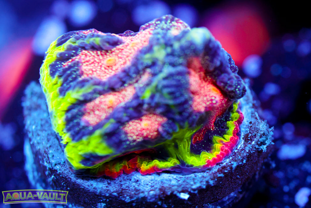 CV Rainbow Venom Favia