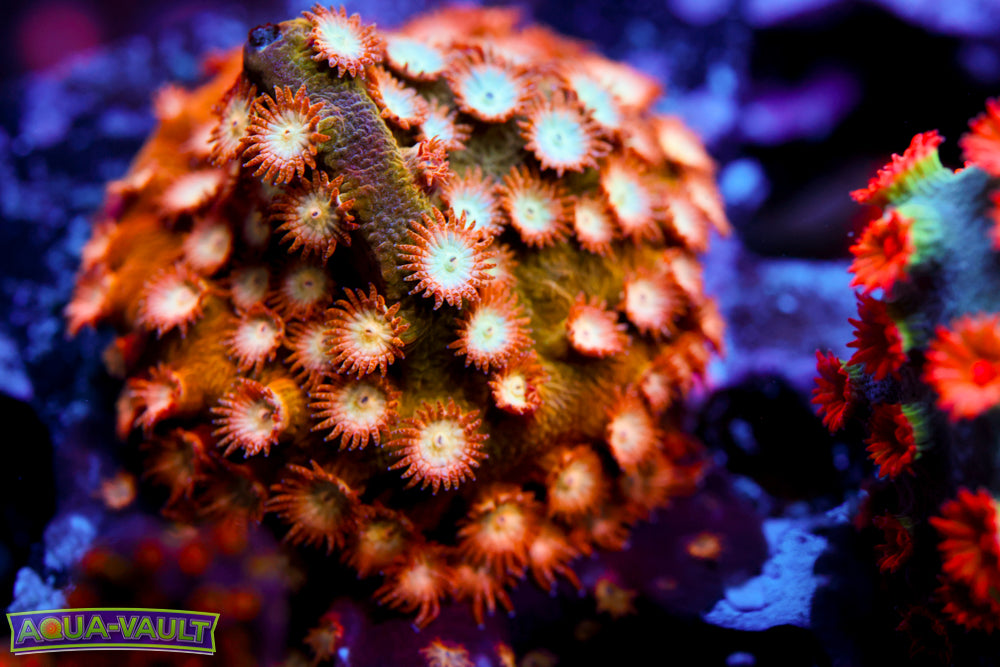 Marvel Cyphastrea