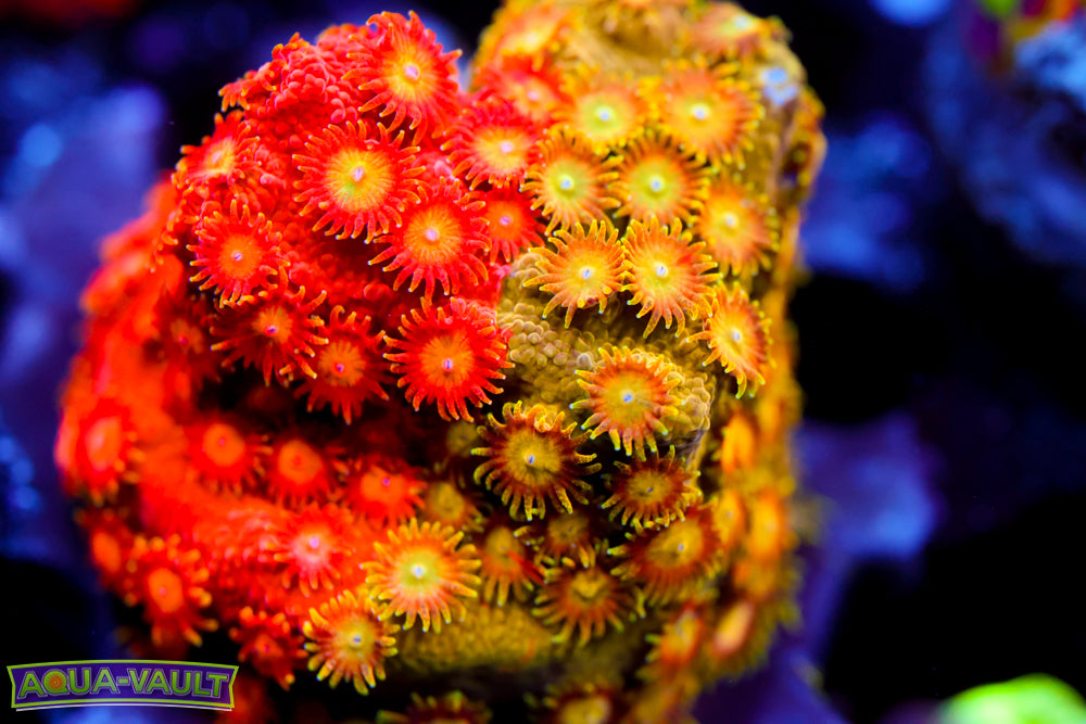 Circuit Breaker Cyphastrea