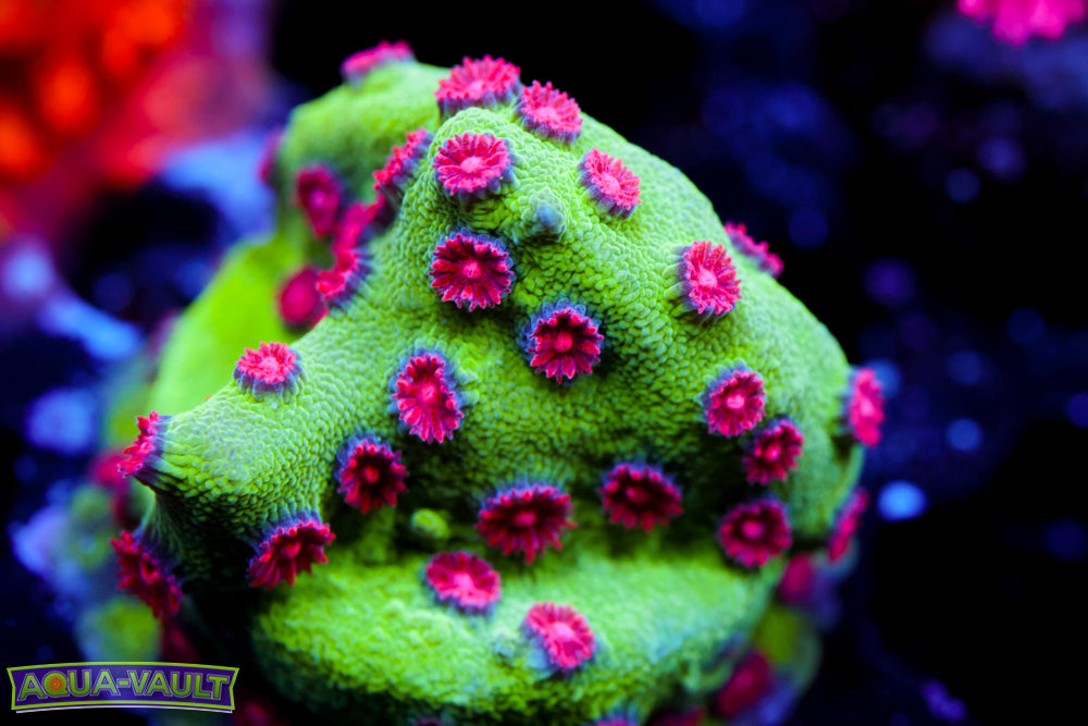 Alien Pox Cyphastrea