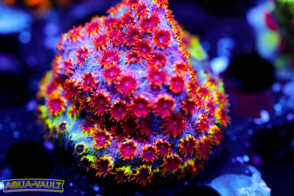 Skittles Bomb Cyphastrea