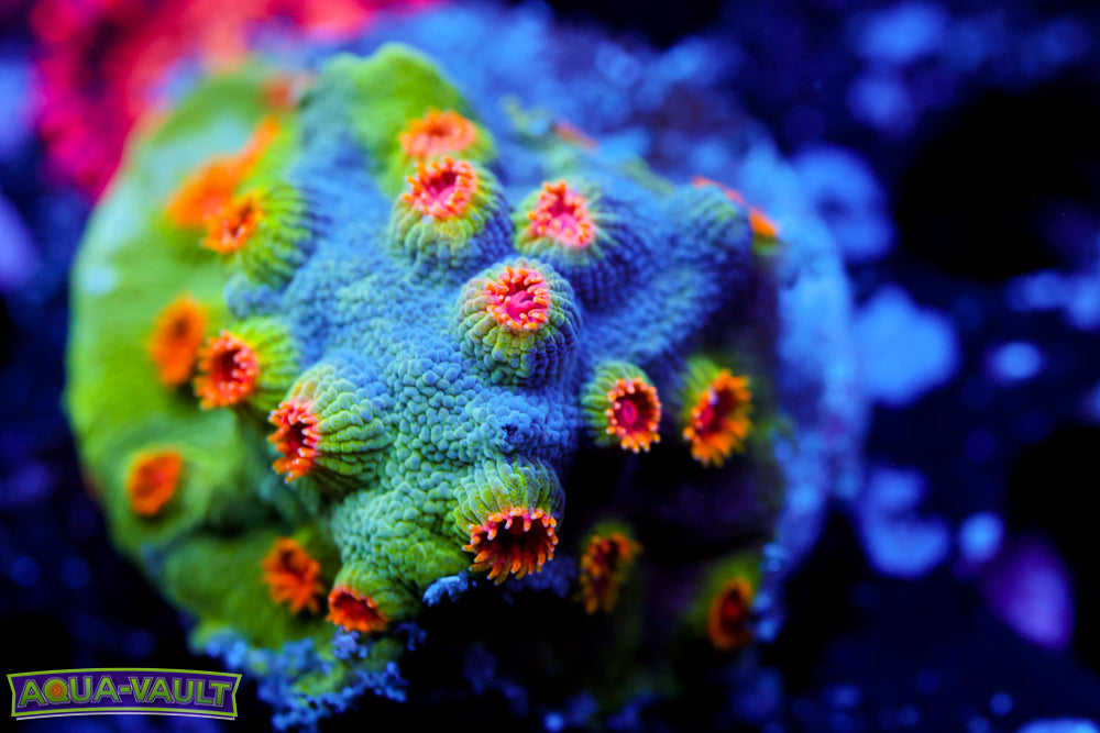 ECC Candy Land Cyphastrea