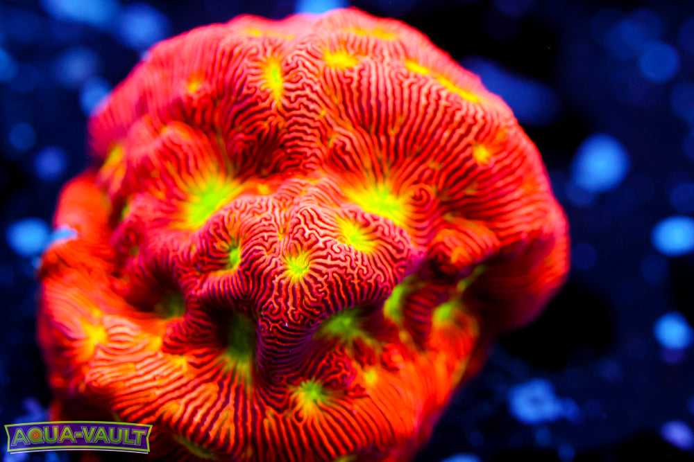 Jack o' Lantern Lepto