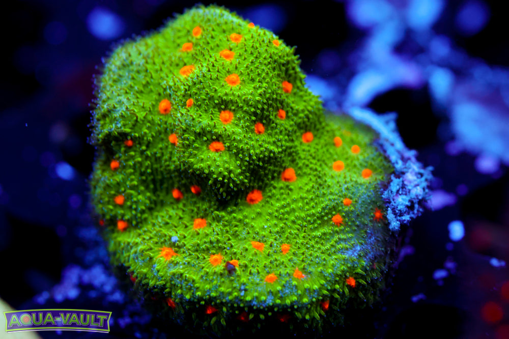 Harvest Moon Psammocora