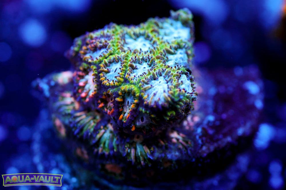 Frozen Blitz Leptastrea