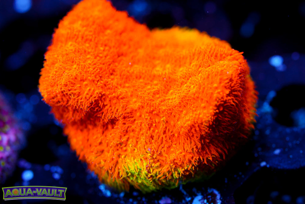 Watermelon Psammocora