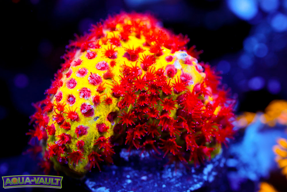 JF Burning Banana Stylocoeniella