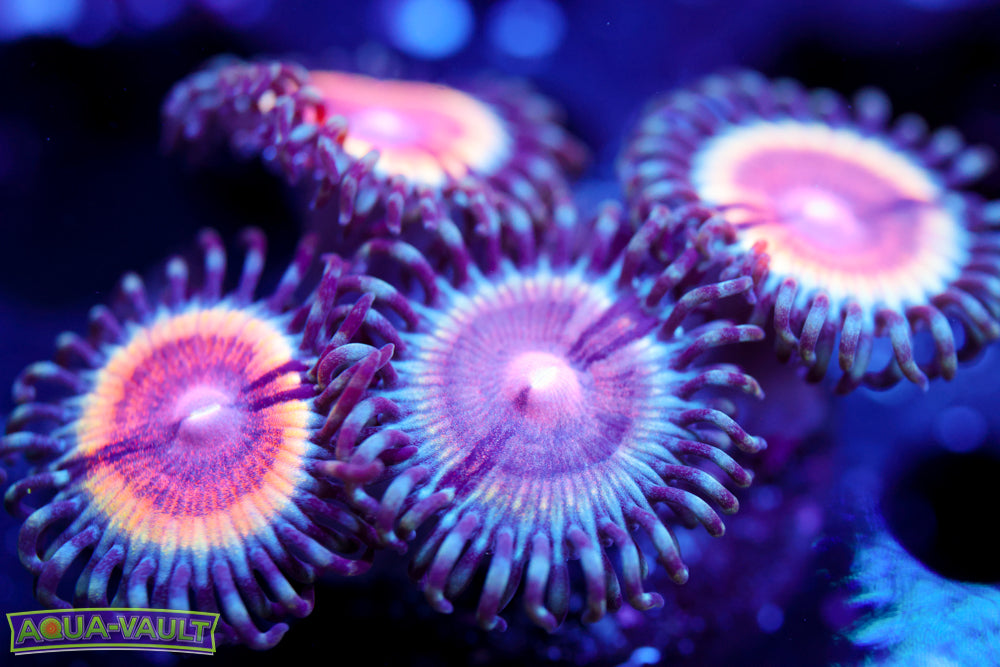 Peach Vamp Zoa