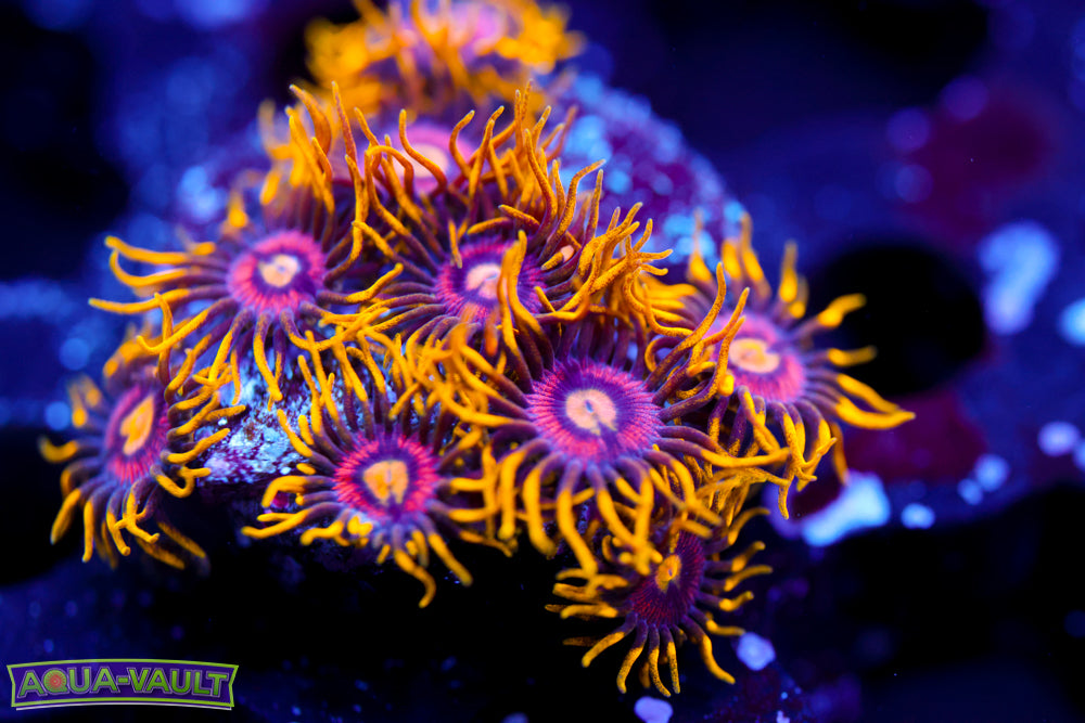 OG Joe's Crab Nebula Zoa