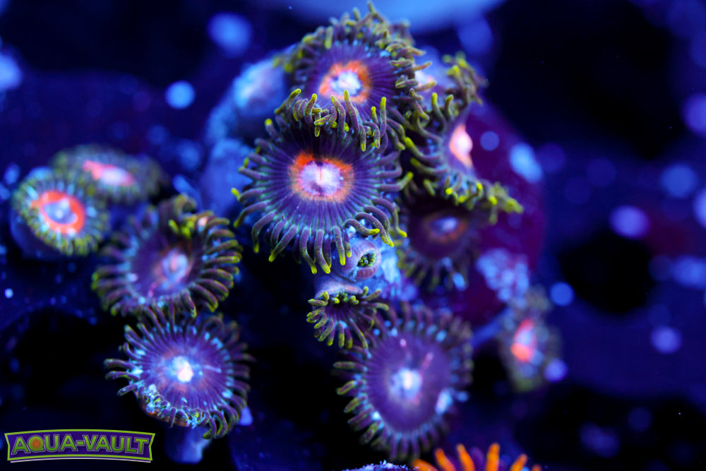 Ultra Nipple Zoa