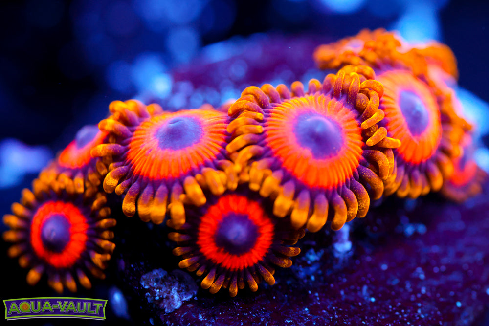 Fruit Loops Zoa
