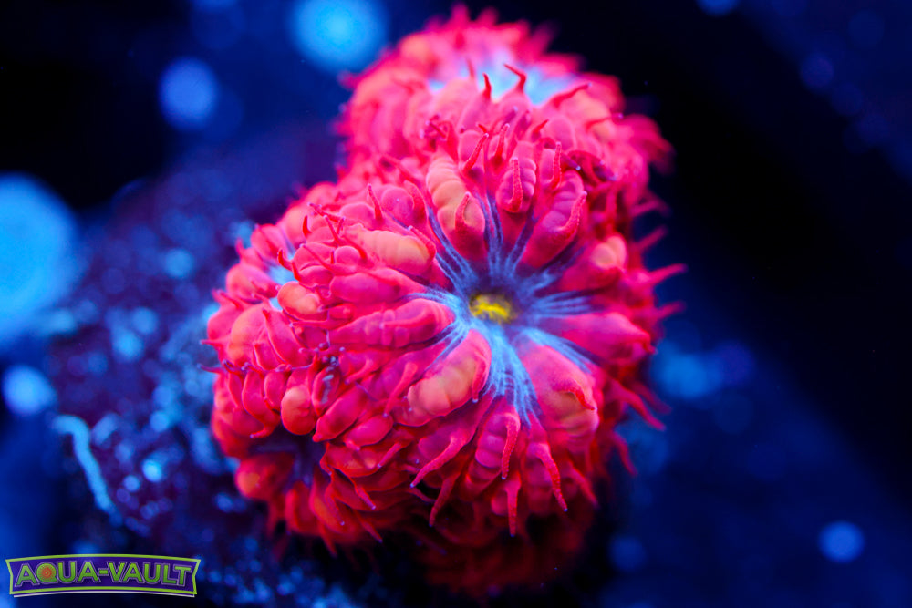 Superman Blasto Merletti