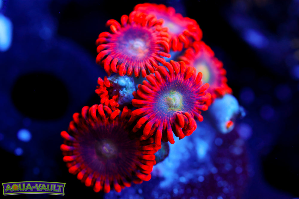 Lunar Eclipse Zoa
